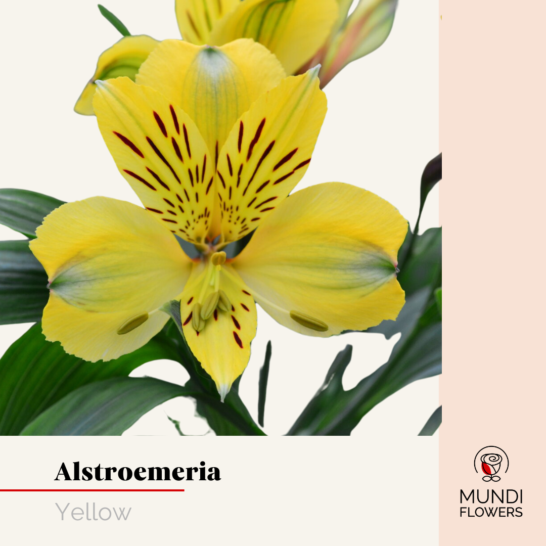 Alstroemeria Select