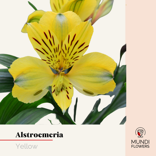 Alstroemeria Select