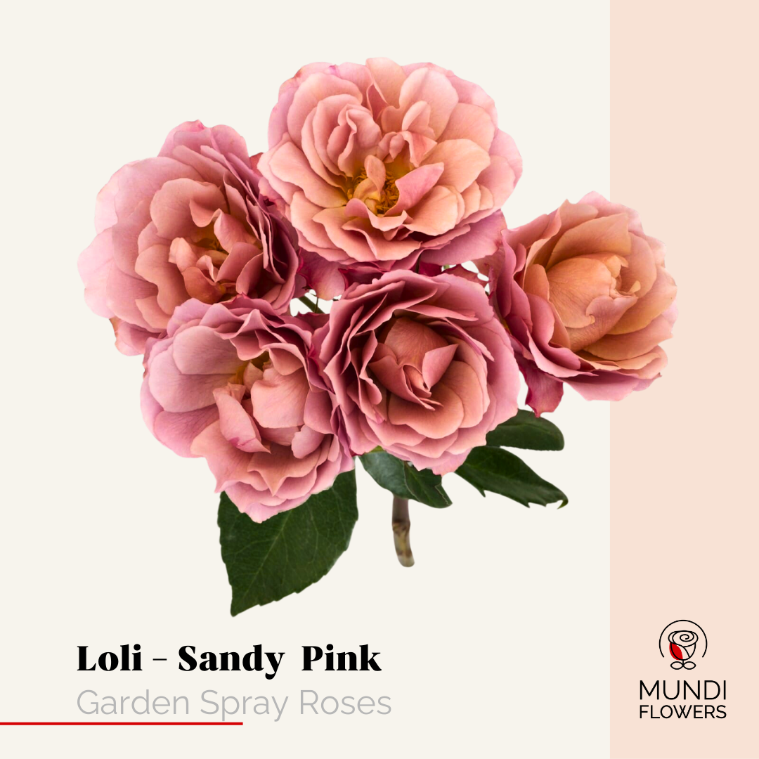 Garden Spray Roses