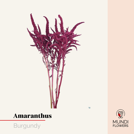 Amaranthus