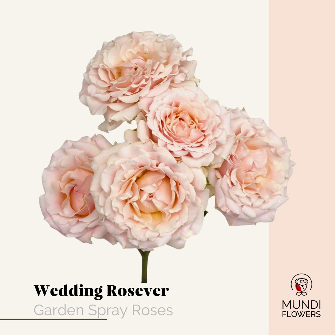 Garden Spray Roses