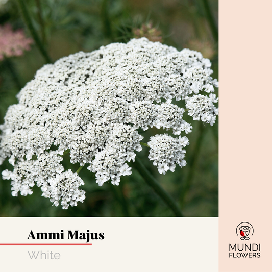 Ammi Majus