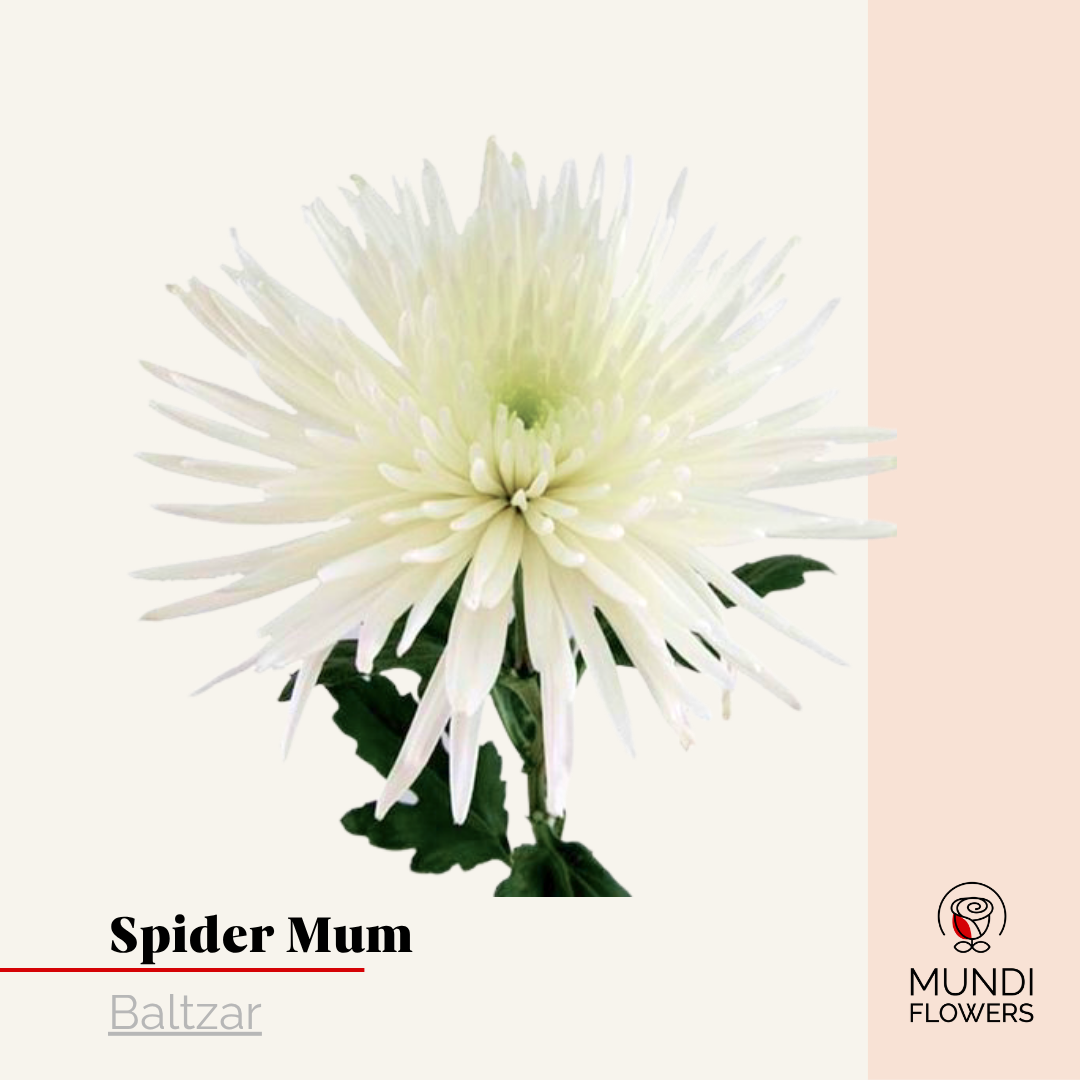 Spider Mum