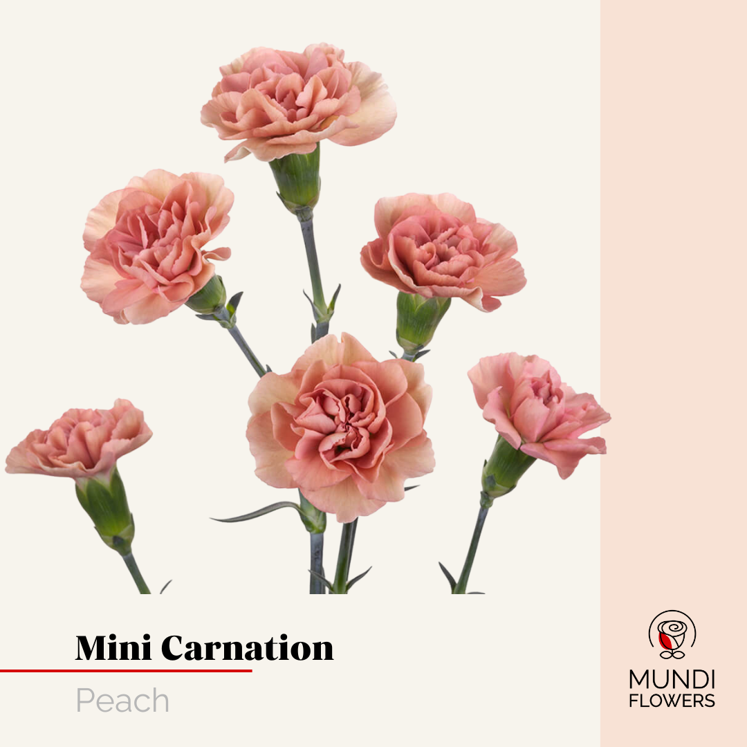 Minicarnations