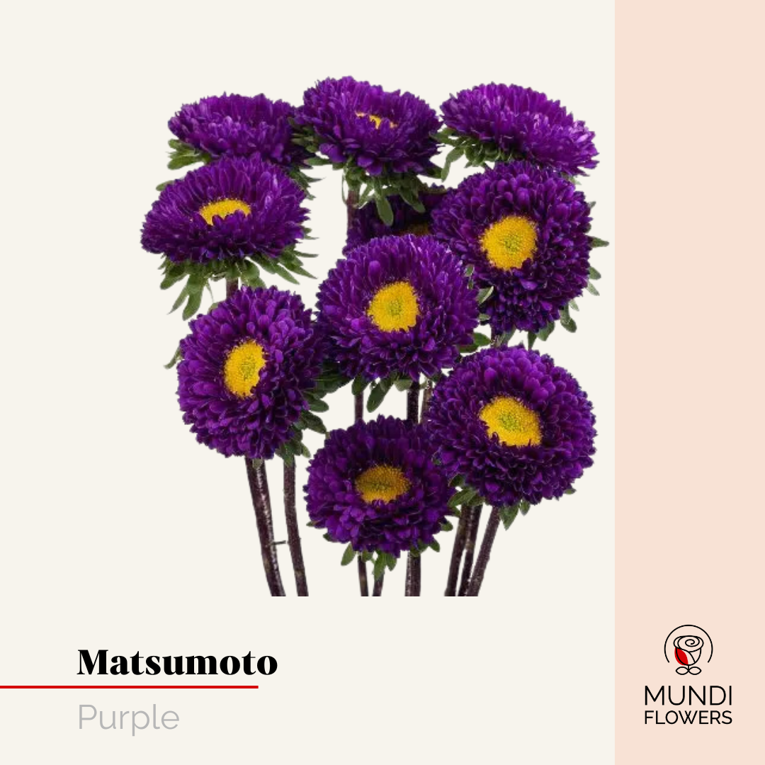 Matsumoto
