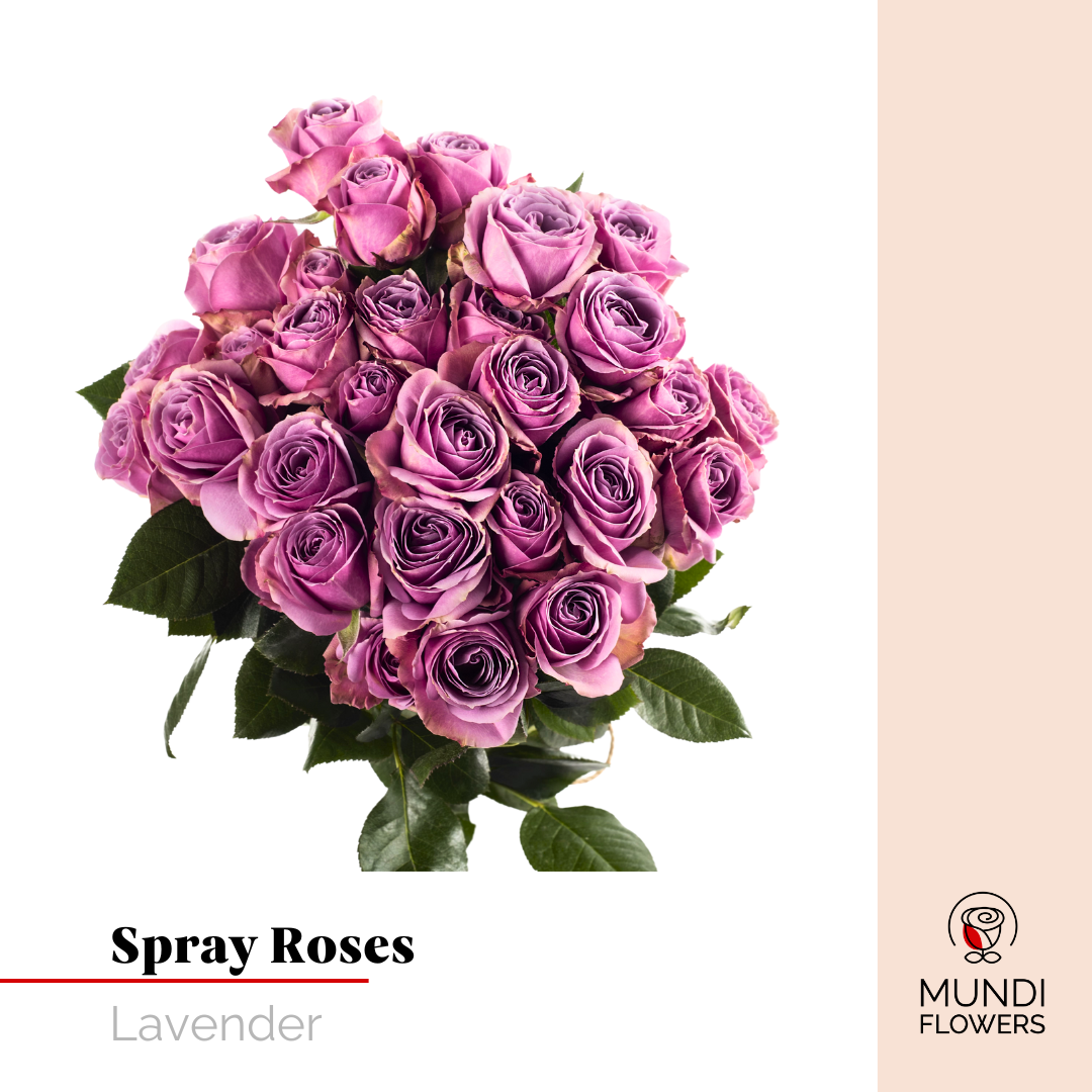 Spray Roses