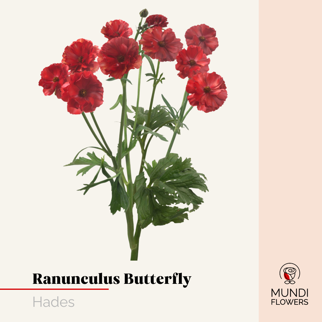 Ranunculus Butterfly