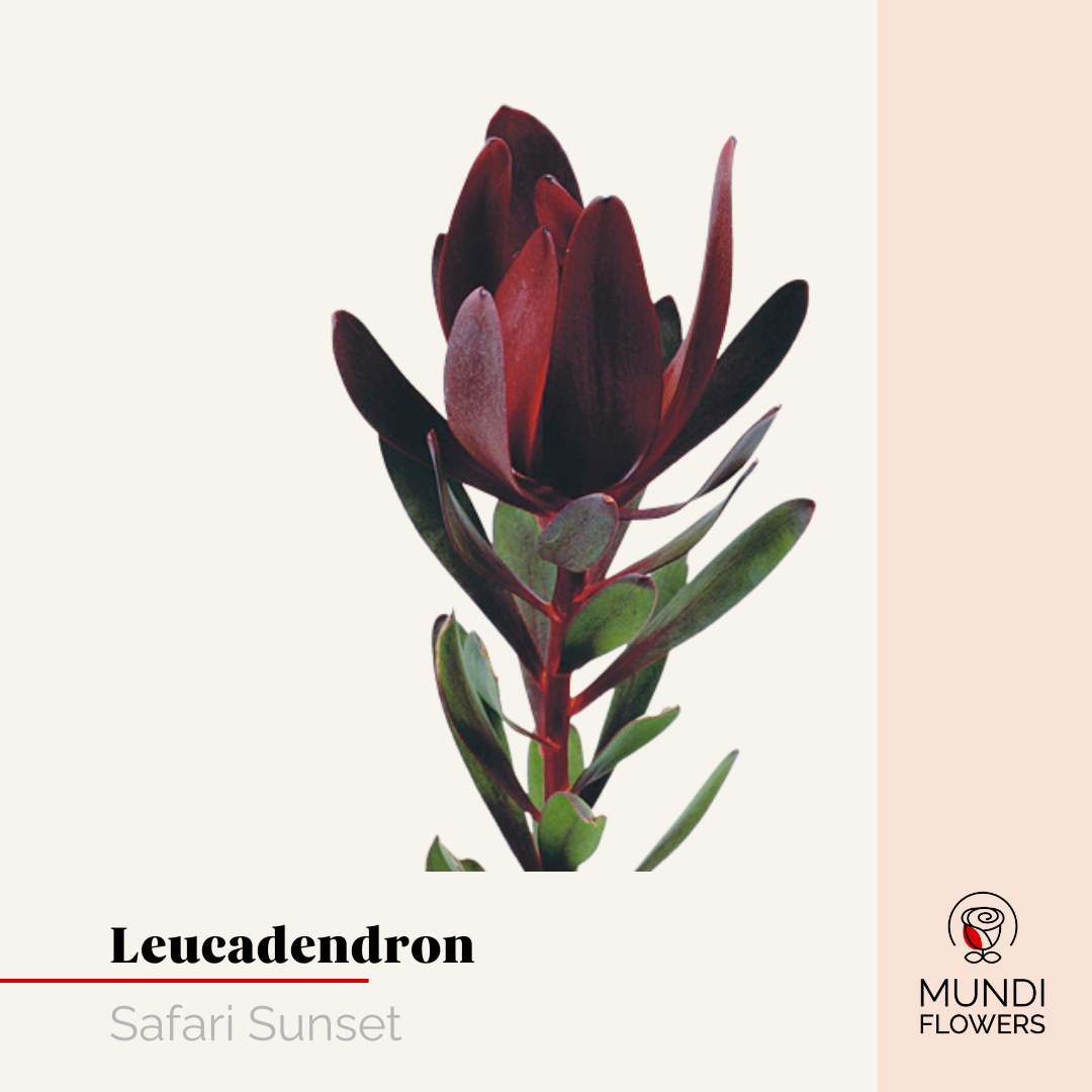 Leucadendro