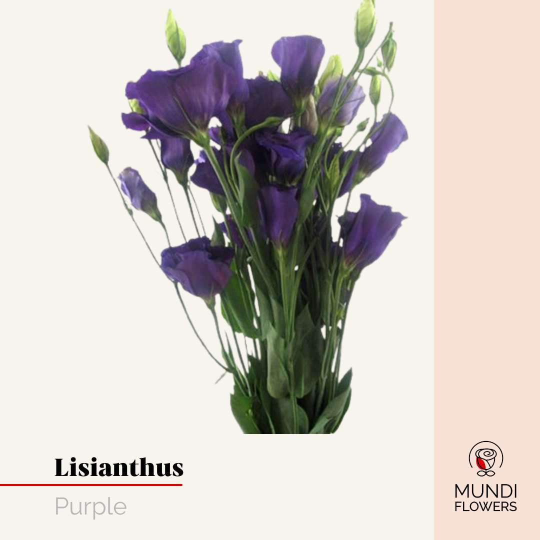 Lisianthus