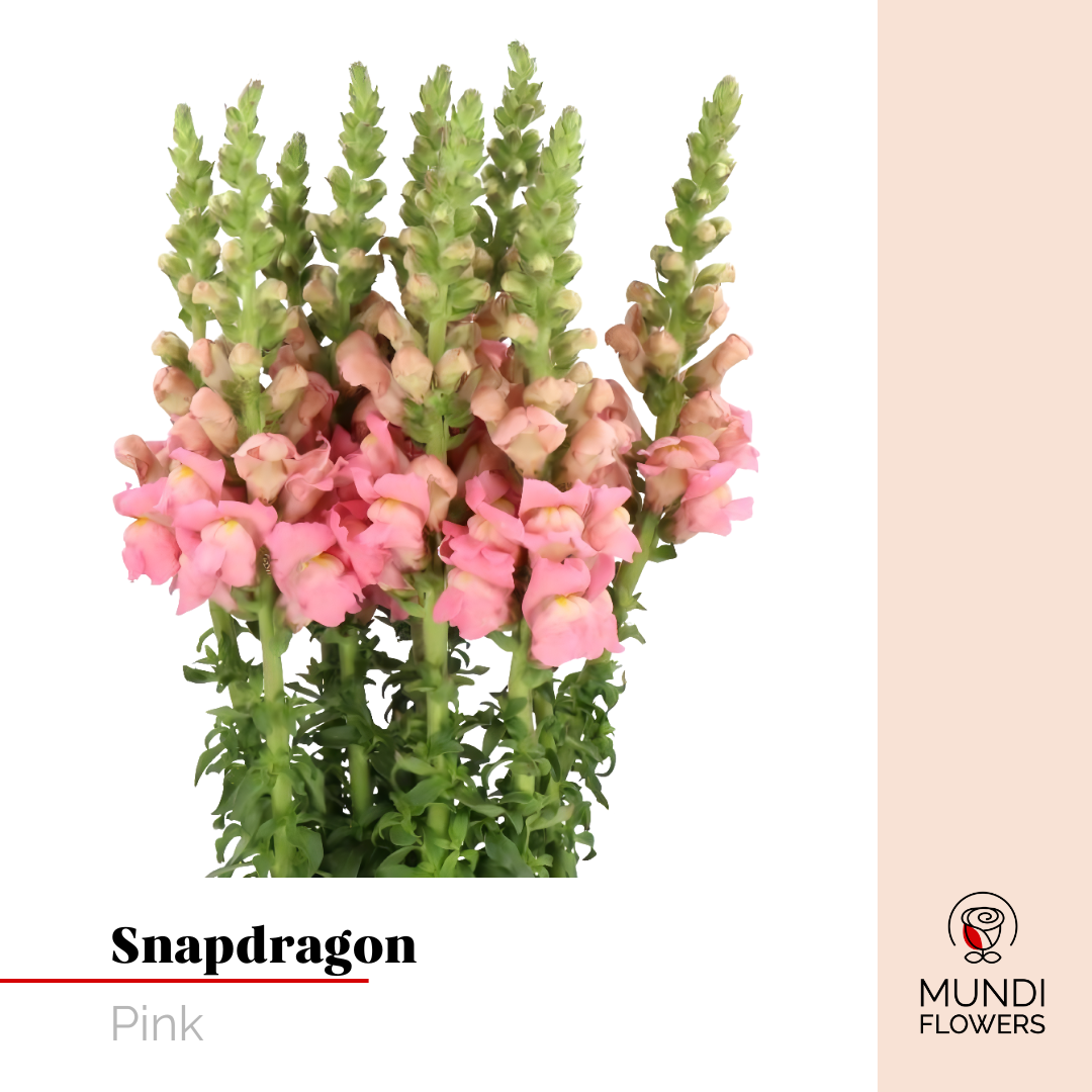 Snapdragon