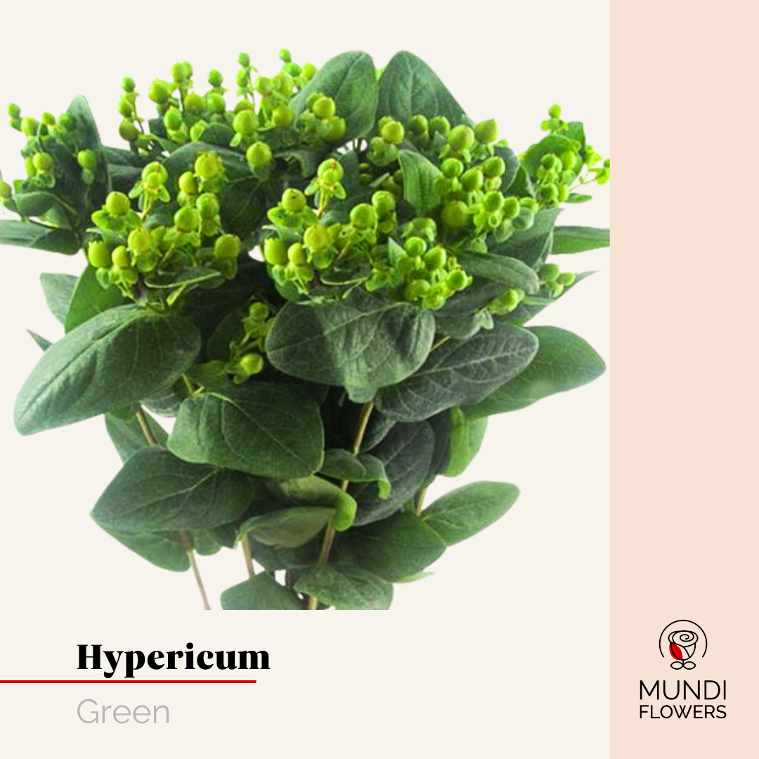 Hypericum