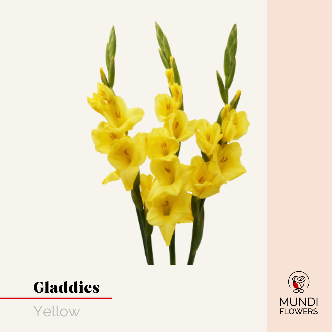 Gladiola