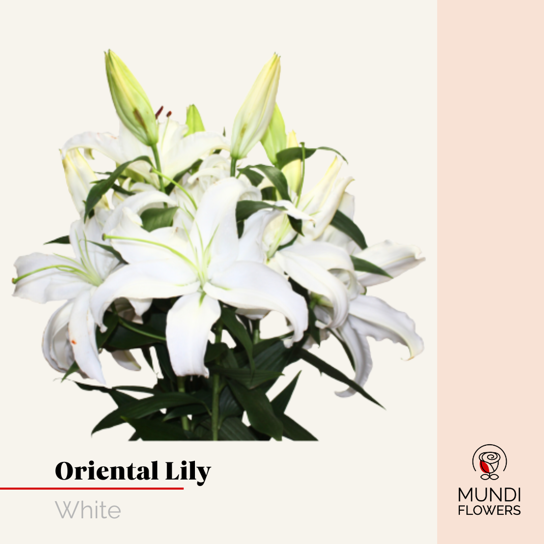 Oriental Lilie