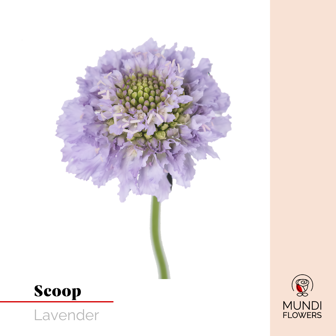 Scoops