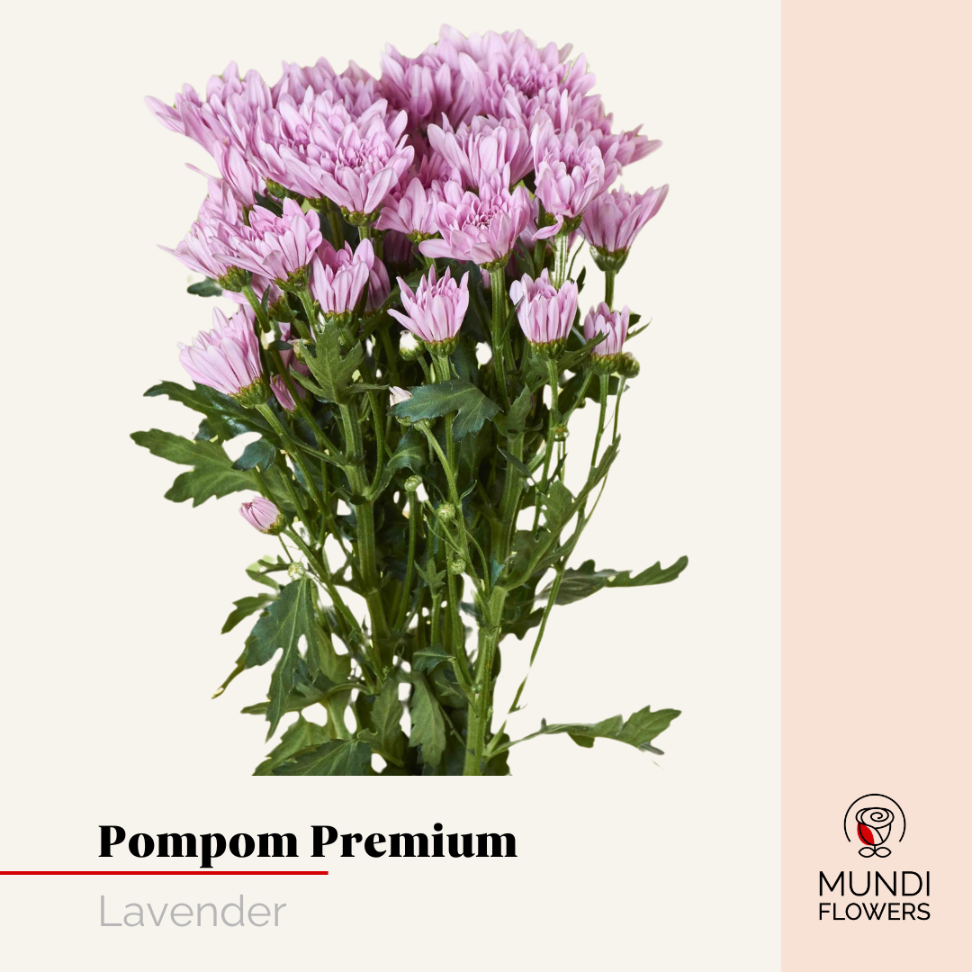 Pompom Premium