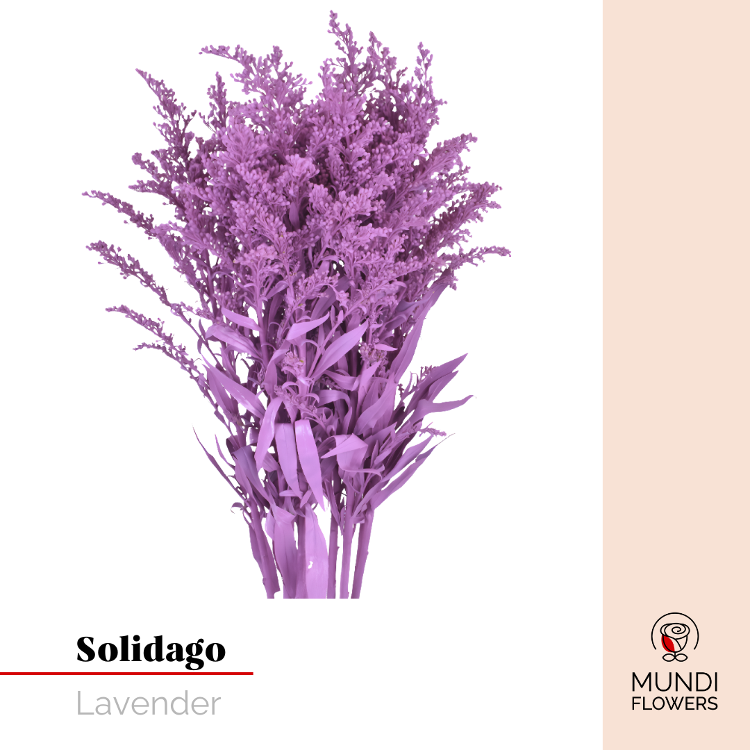 Solidago