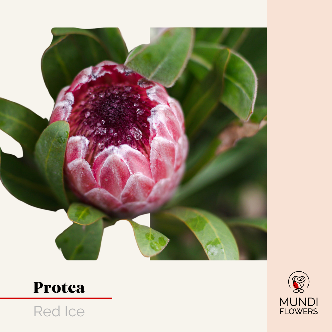 Protea