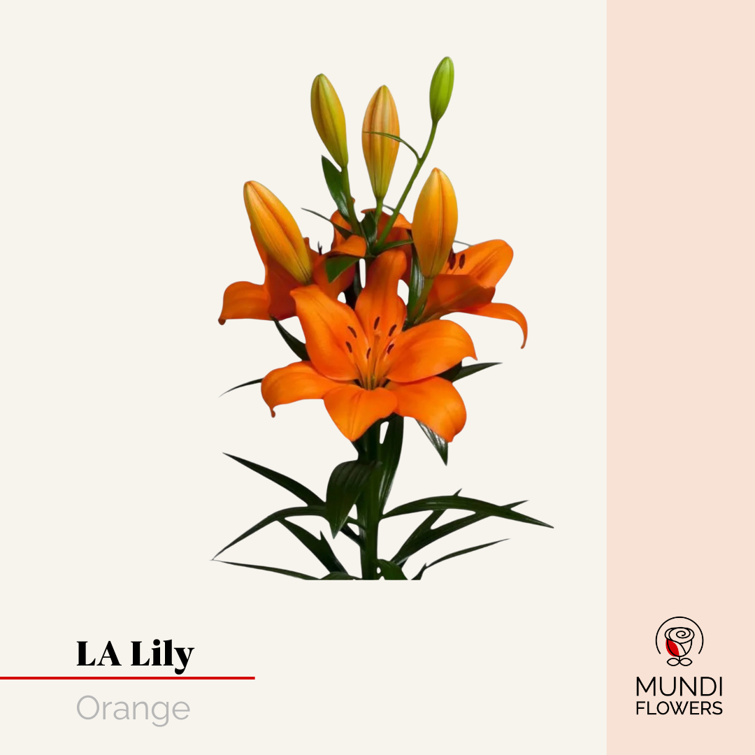 LA-Lilie