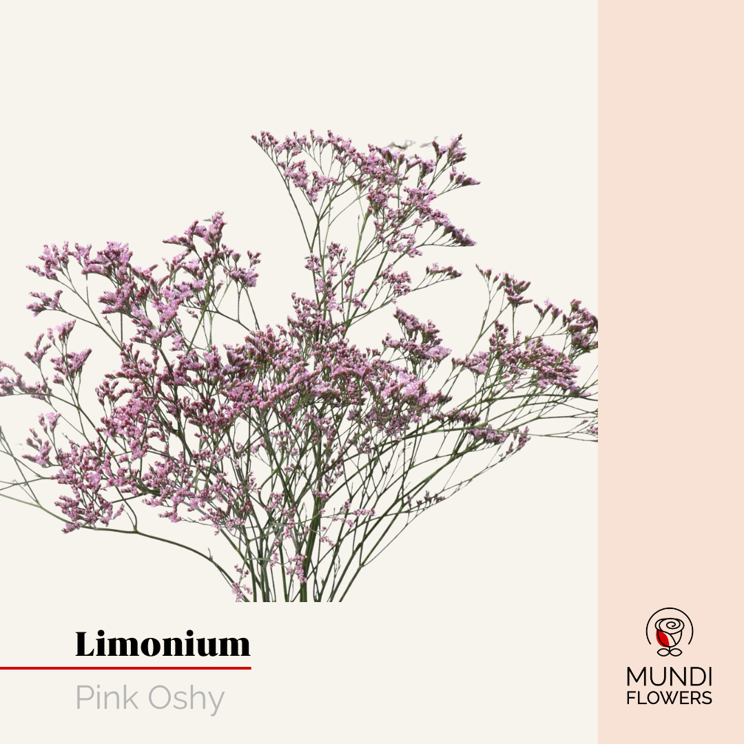 Limonium
