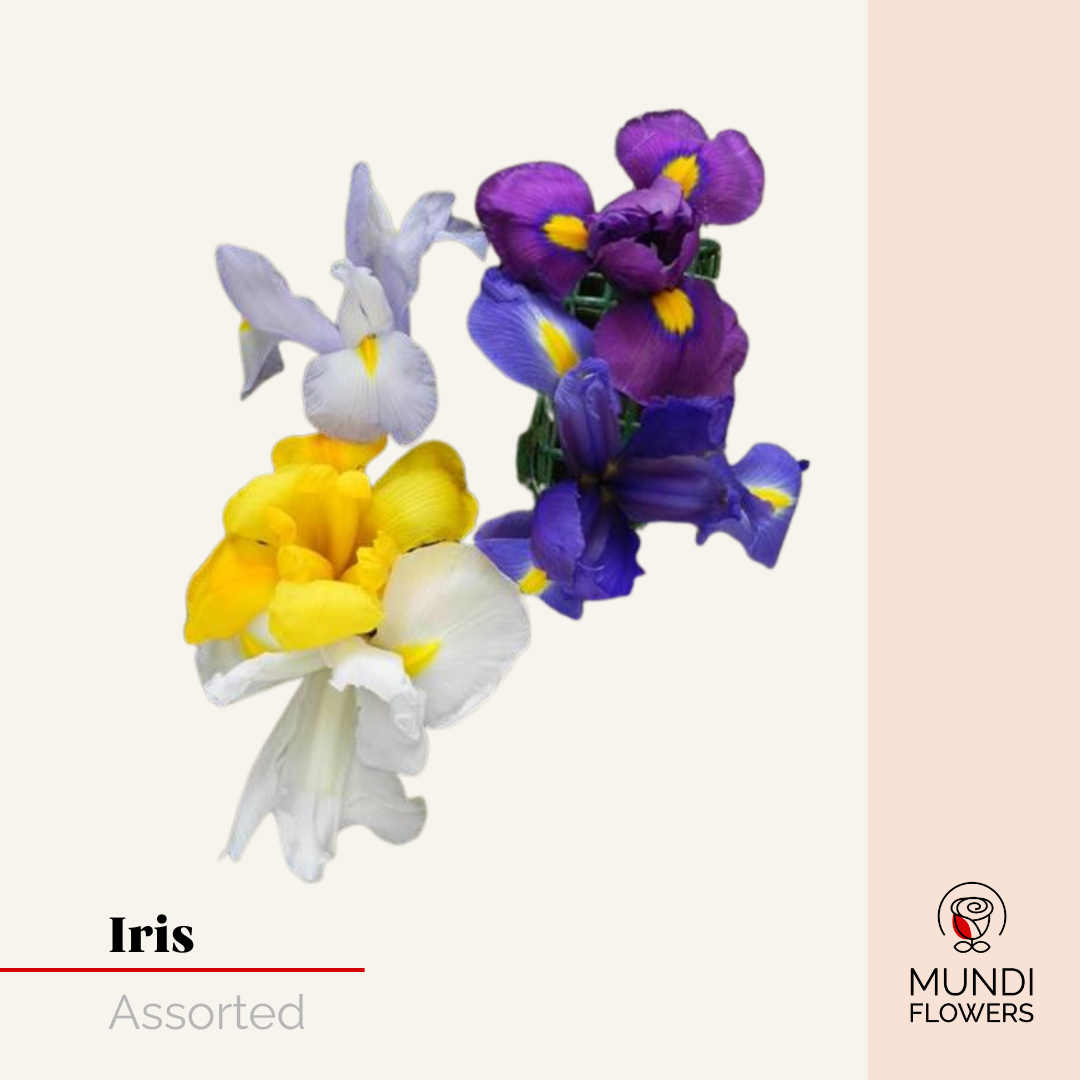 Iris