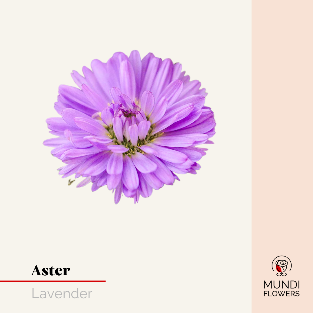 Aster