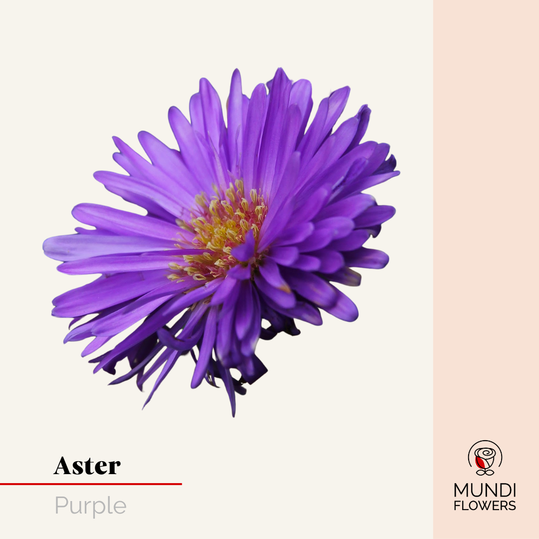 Aster