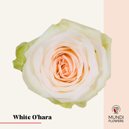 White O'Hara