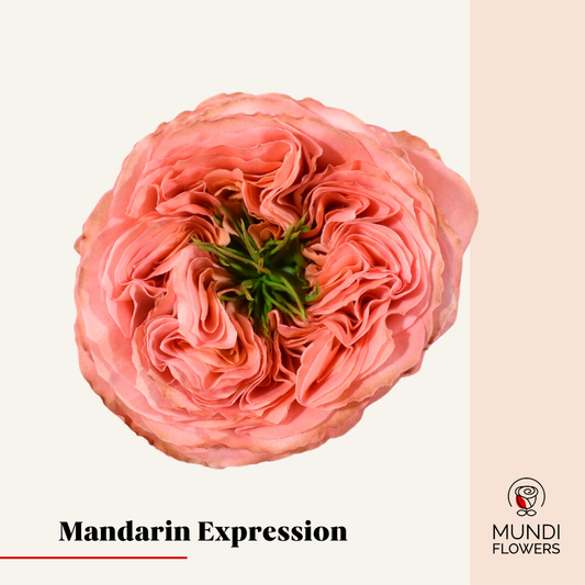 Mandarin Expression