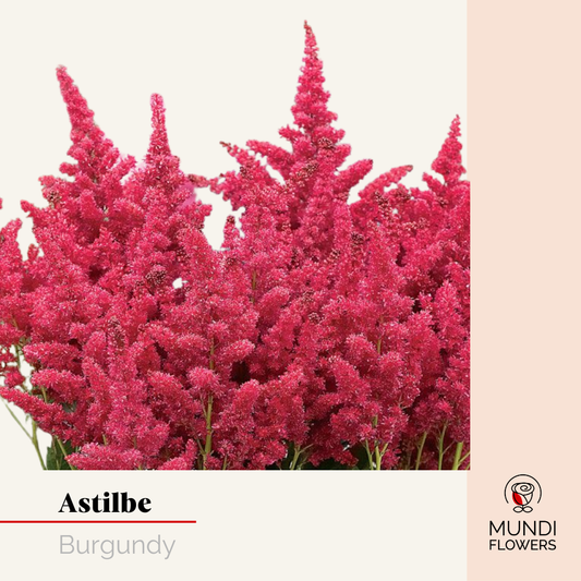Astilbe