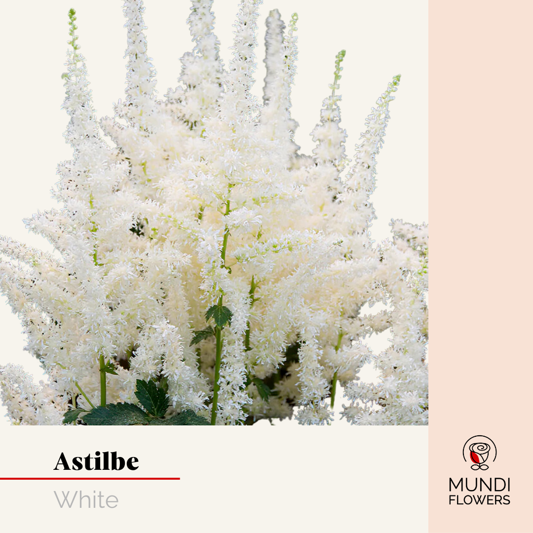 Astilbe
