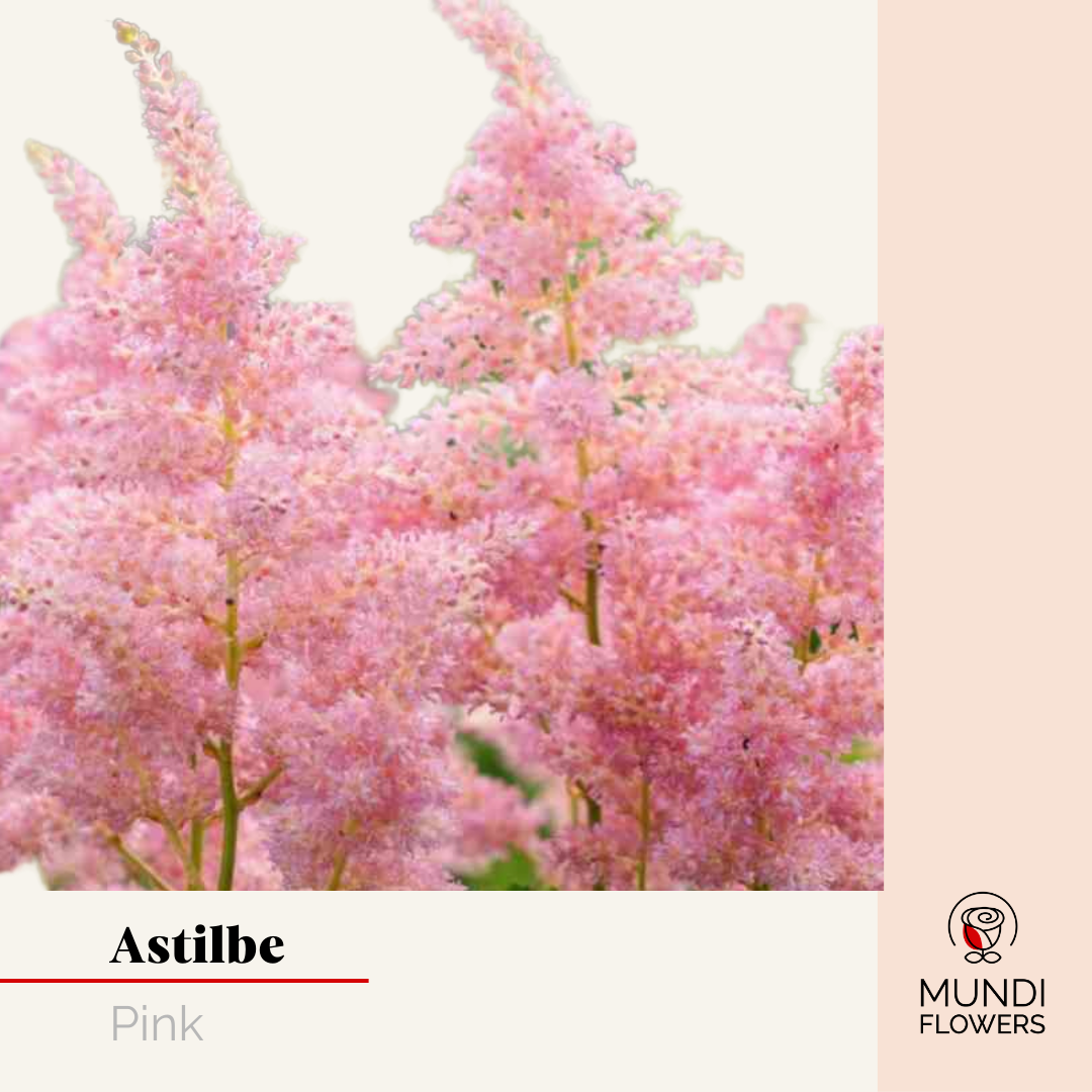 Astilbe