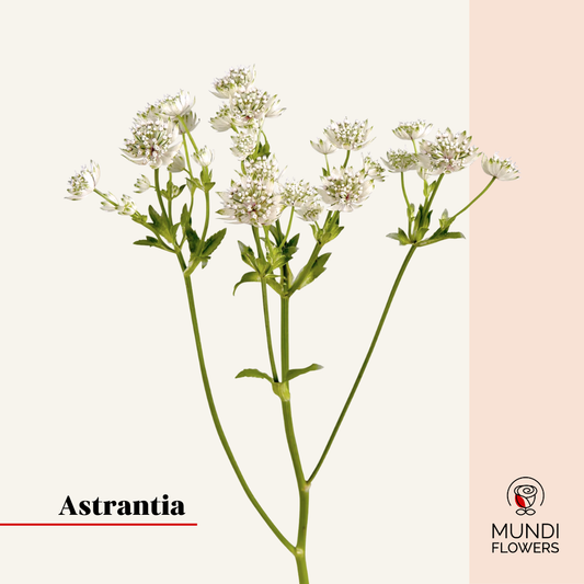 Astrantia