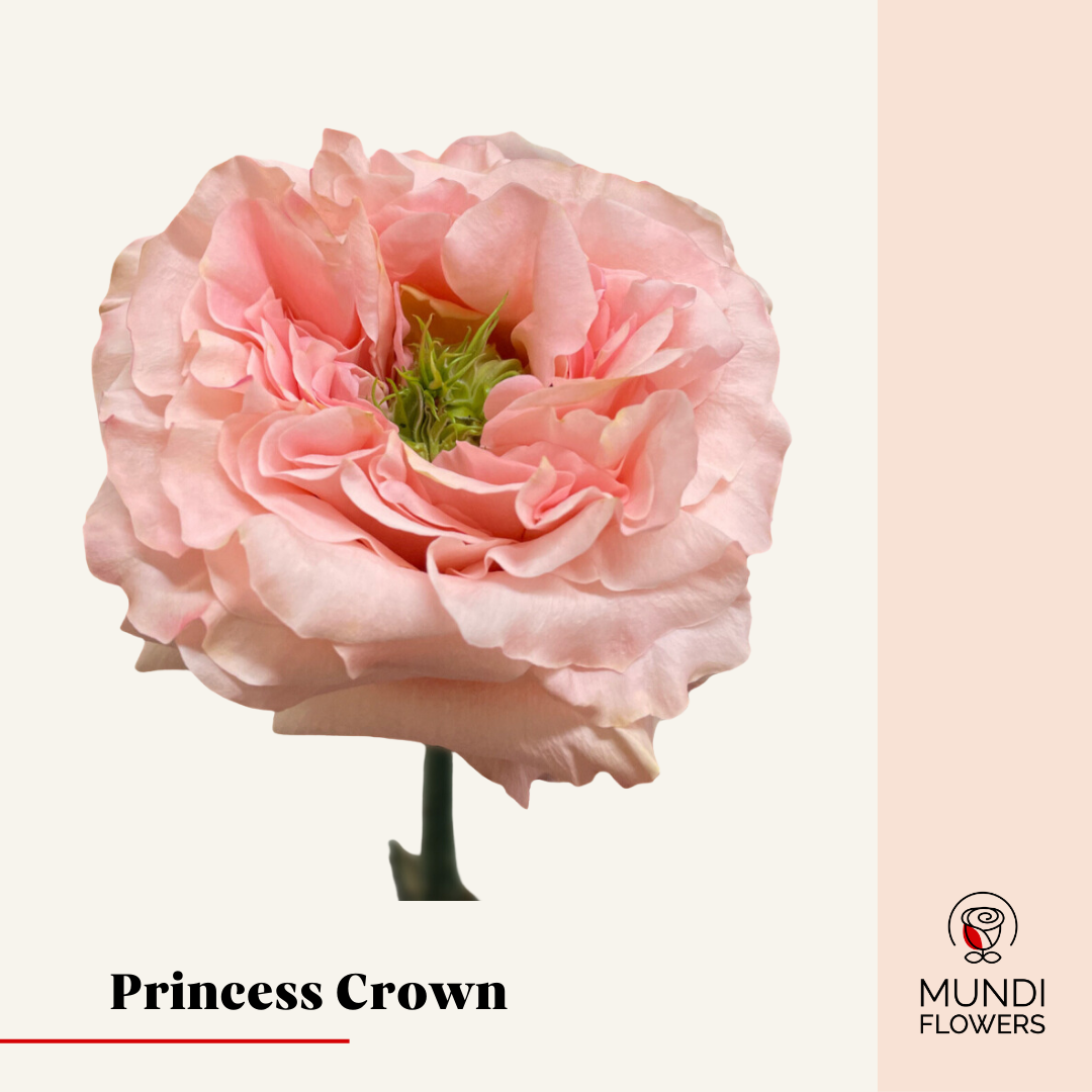 Princess Crown