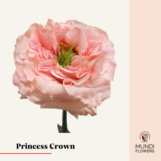 Princess Crown