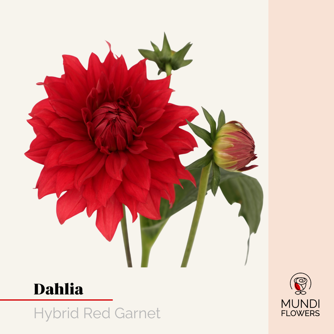 Dahlia