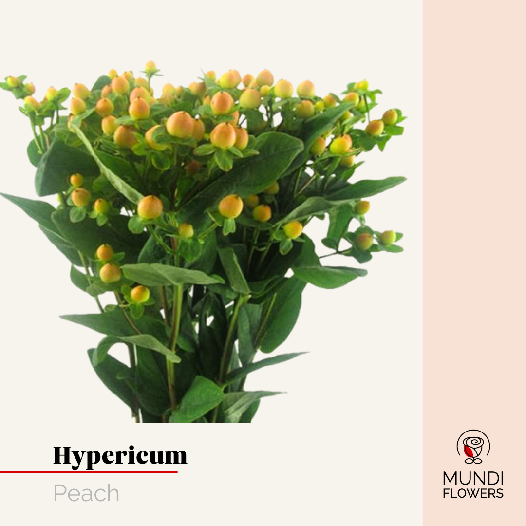 Hypericum