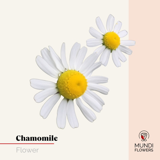 Chamomile Flower