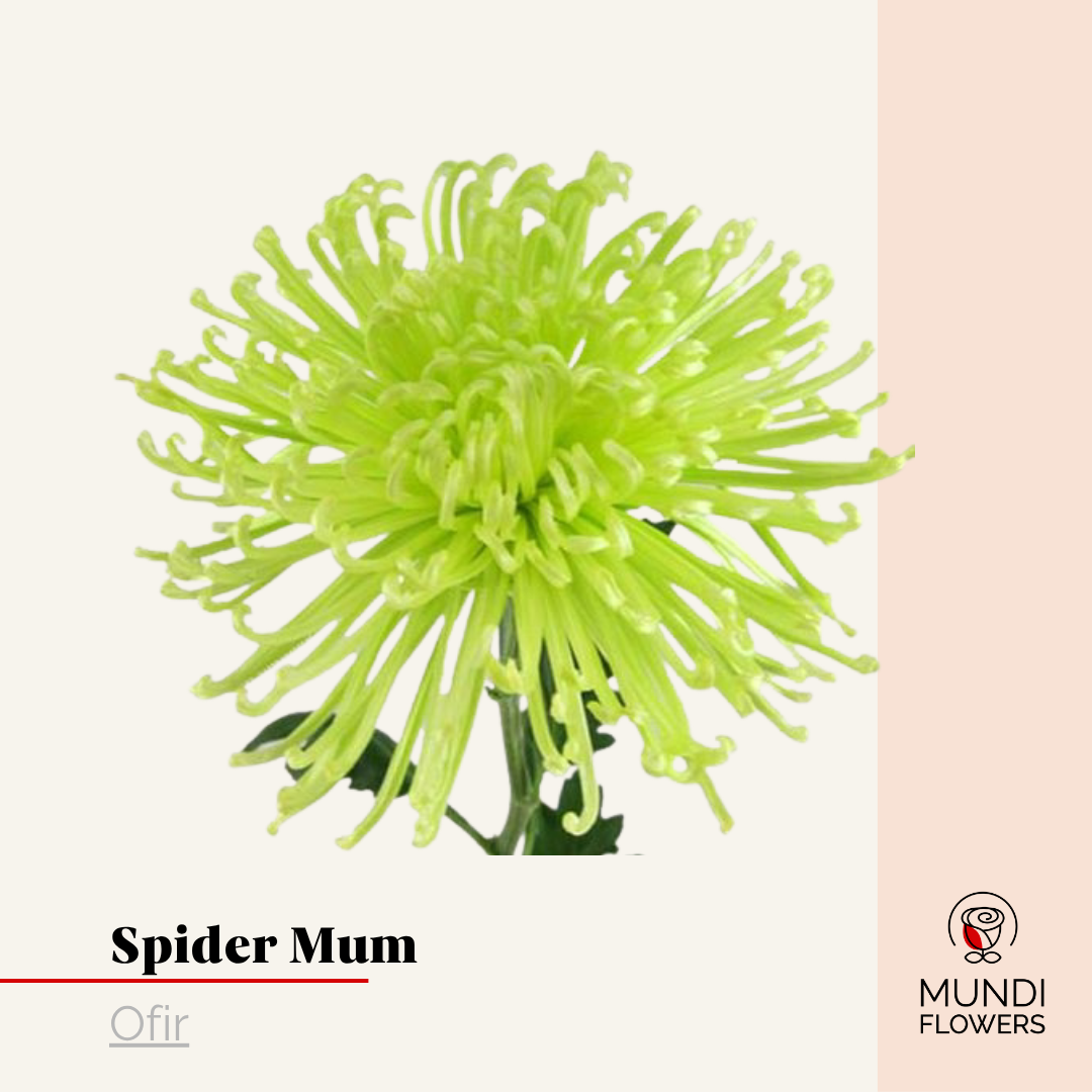 Spider Mum