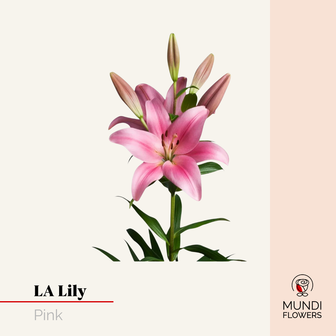 LA-Lilie