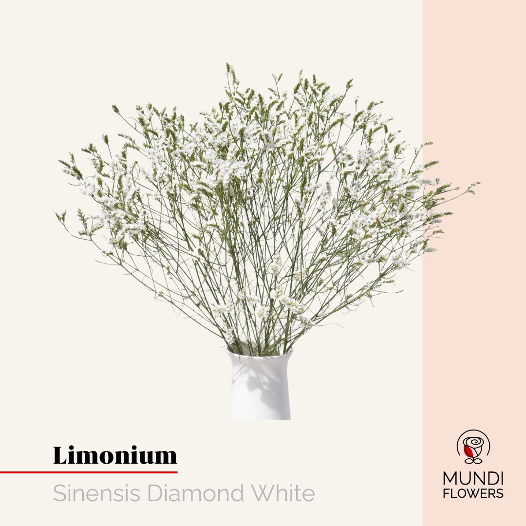 Limonium