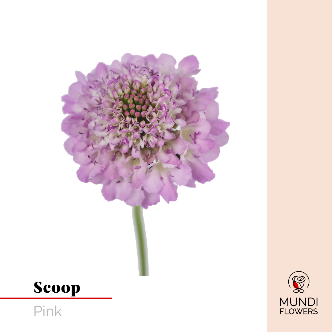 Scoops