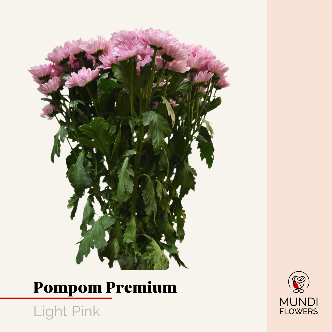 Pompom Premium