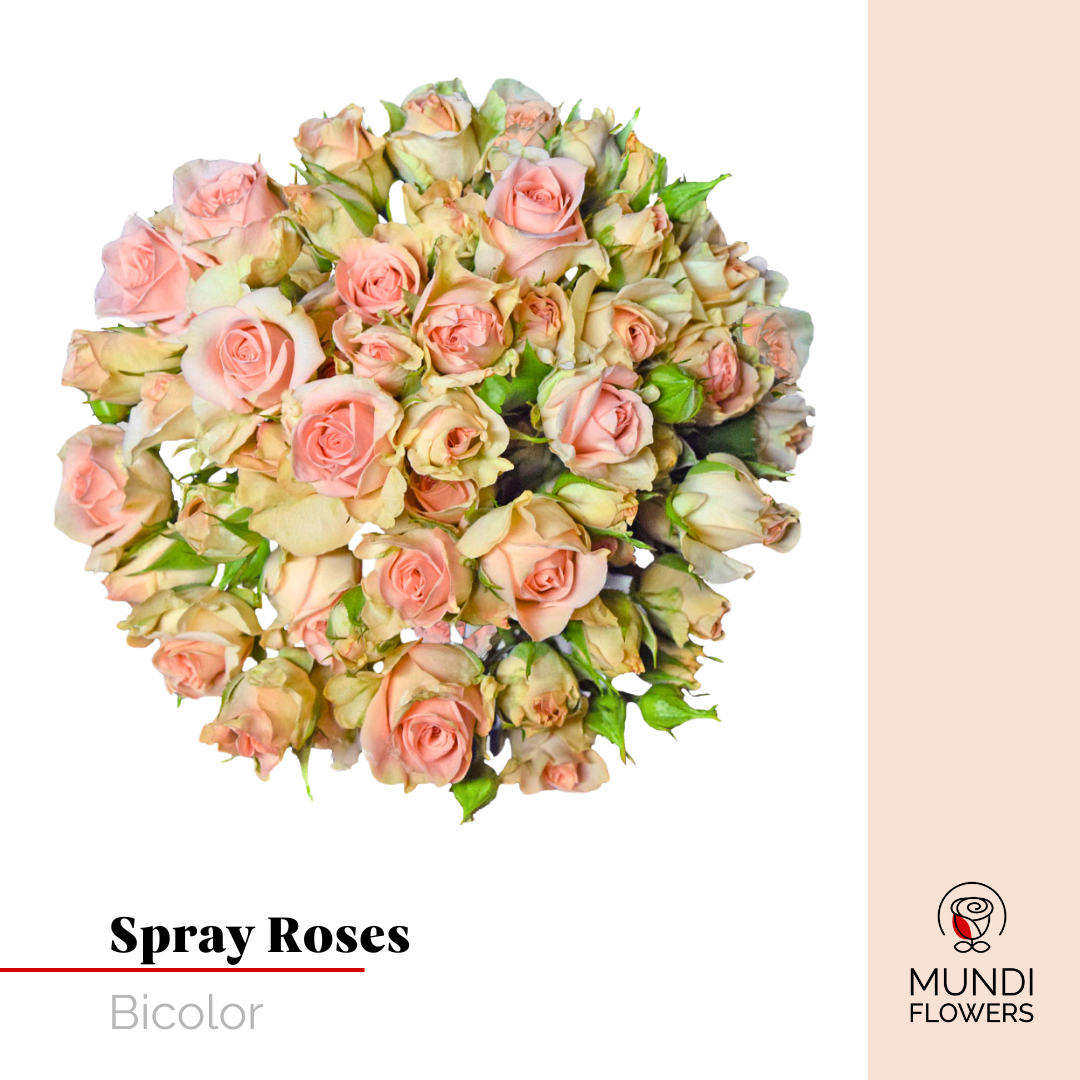 Spray Roses
