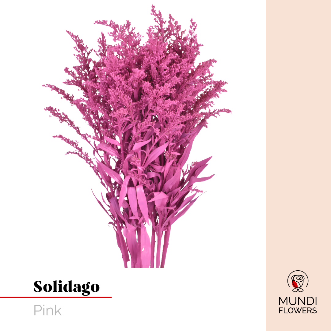 Solidago