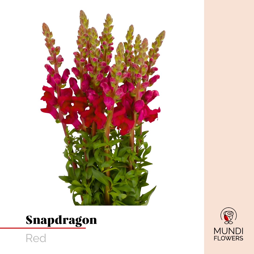 Snapdragon