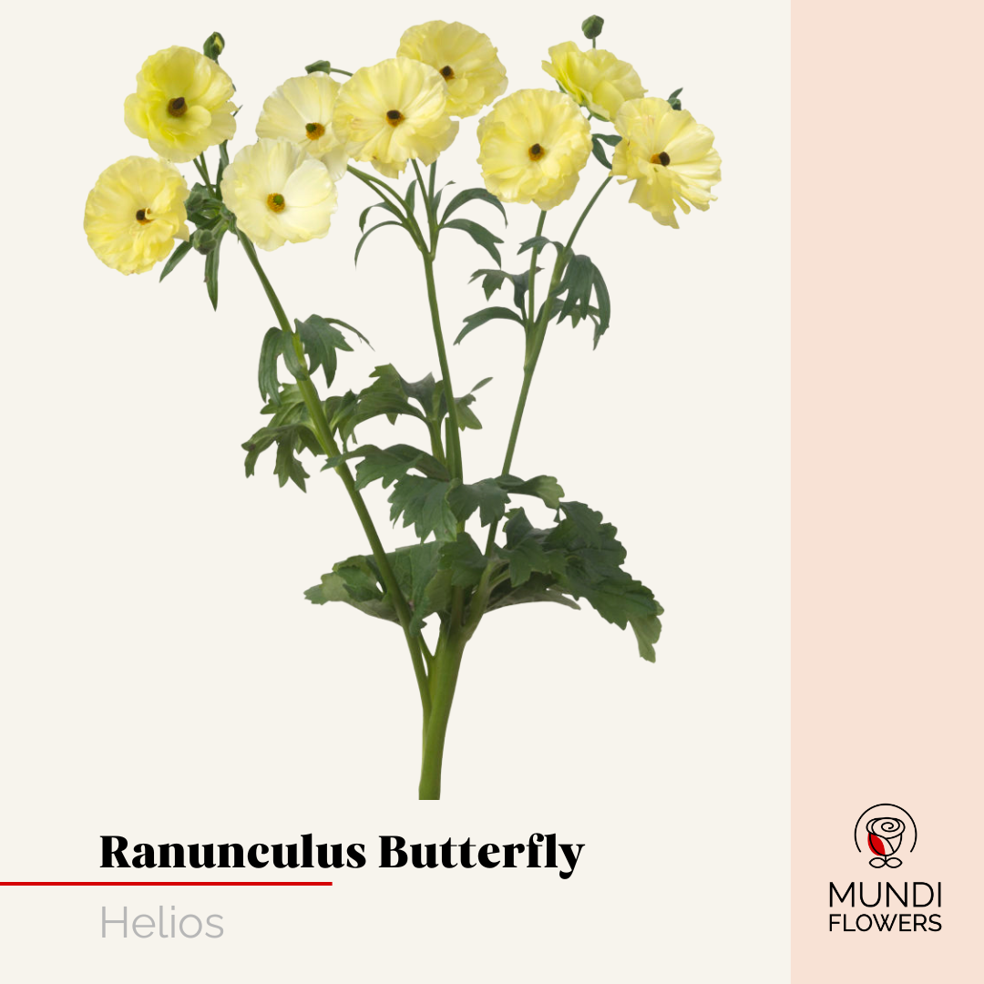 Ranunculus Butterfly