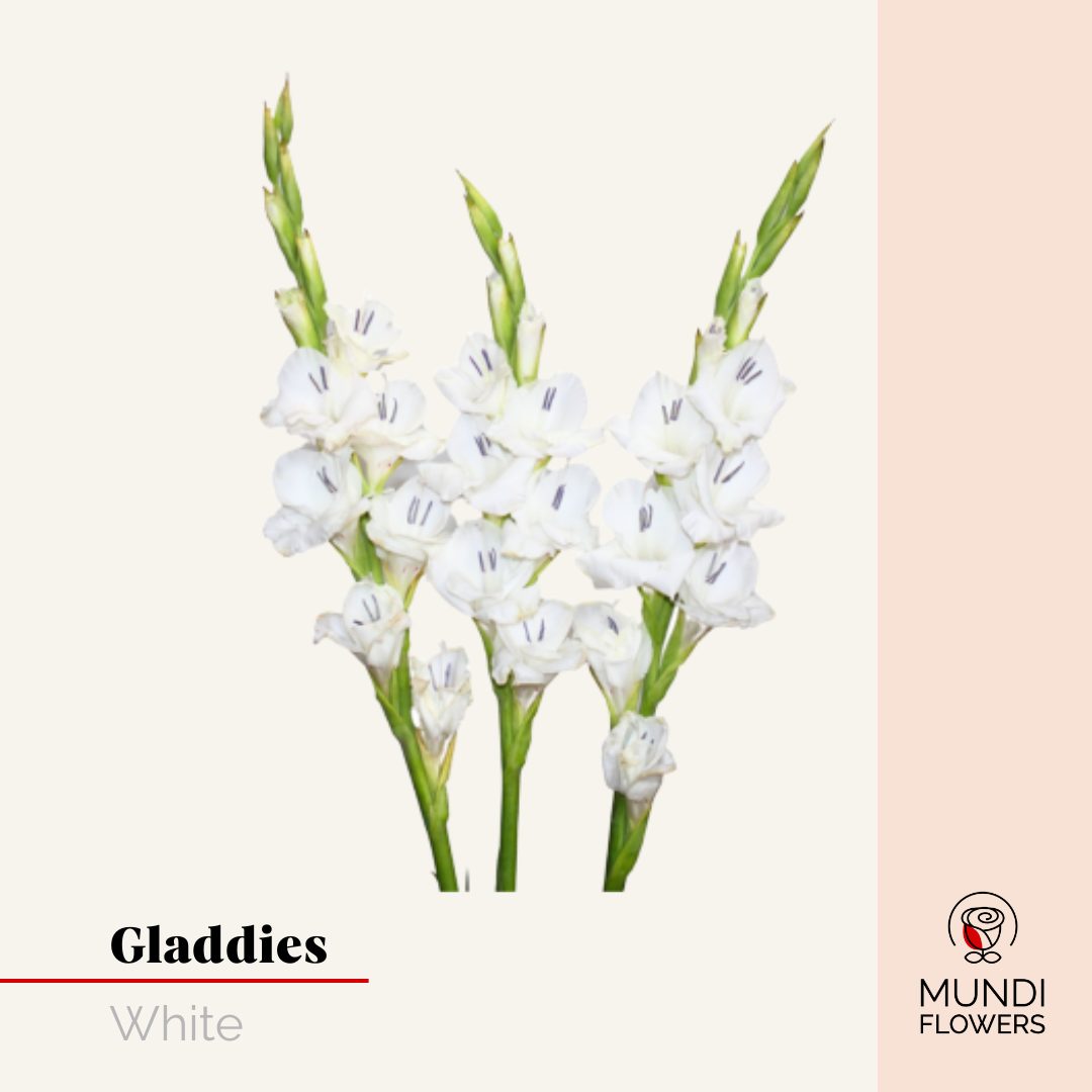 Gladiola
