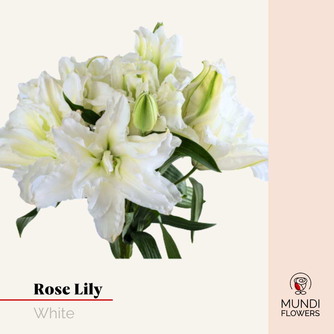Oriental Lilie