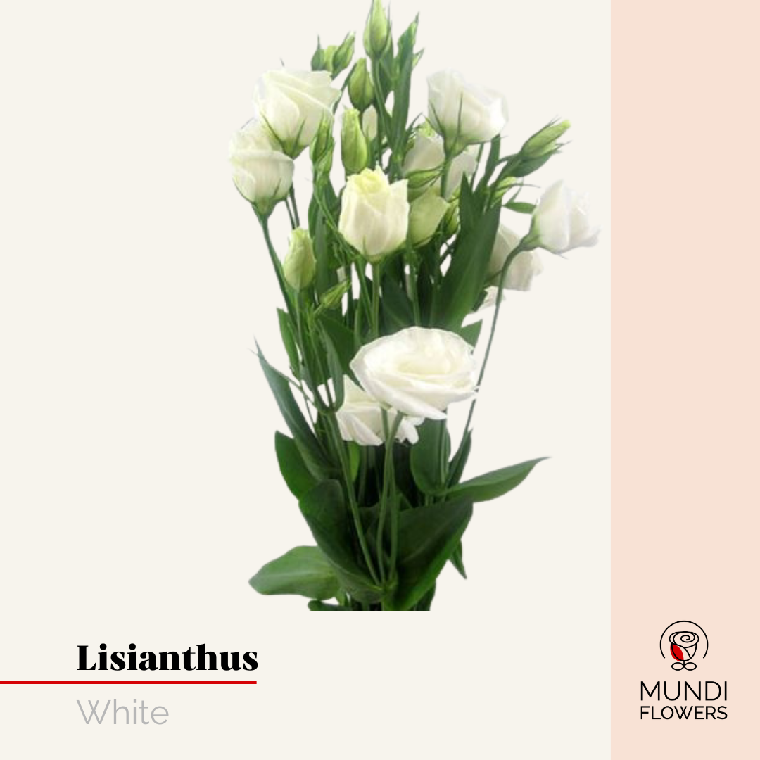 Lisianthus