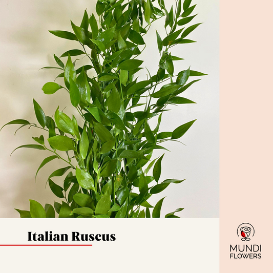 Italian Ruscus Large